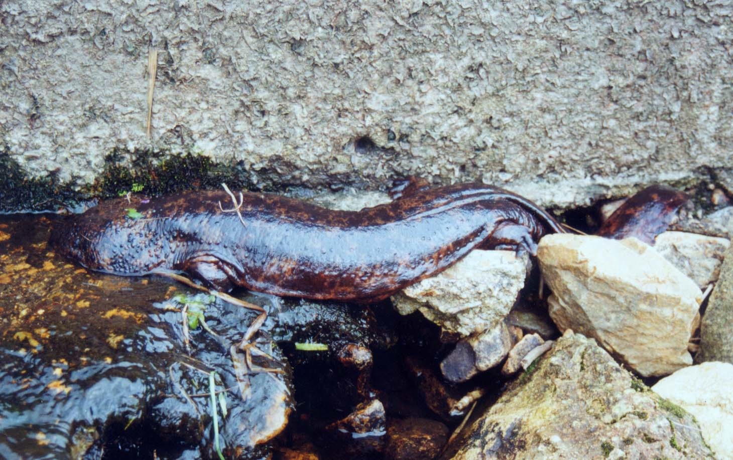 Andrias japonicus Dam 4 Male 2